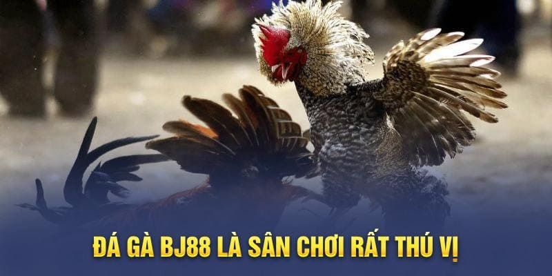 Ưu điểm trong sảnh cược BJ88 Đá Gà là đa dạng hình thức